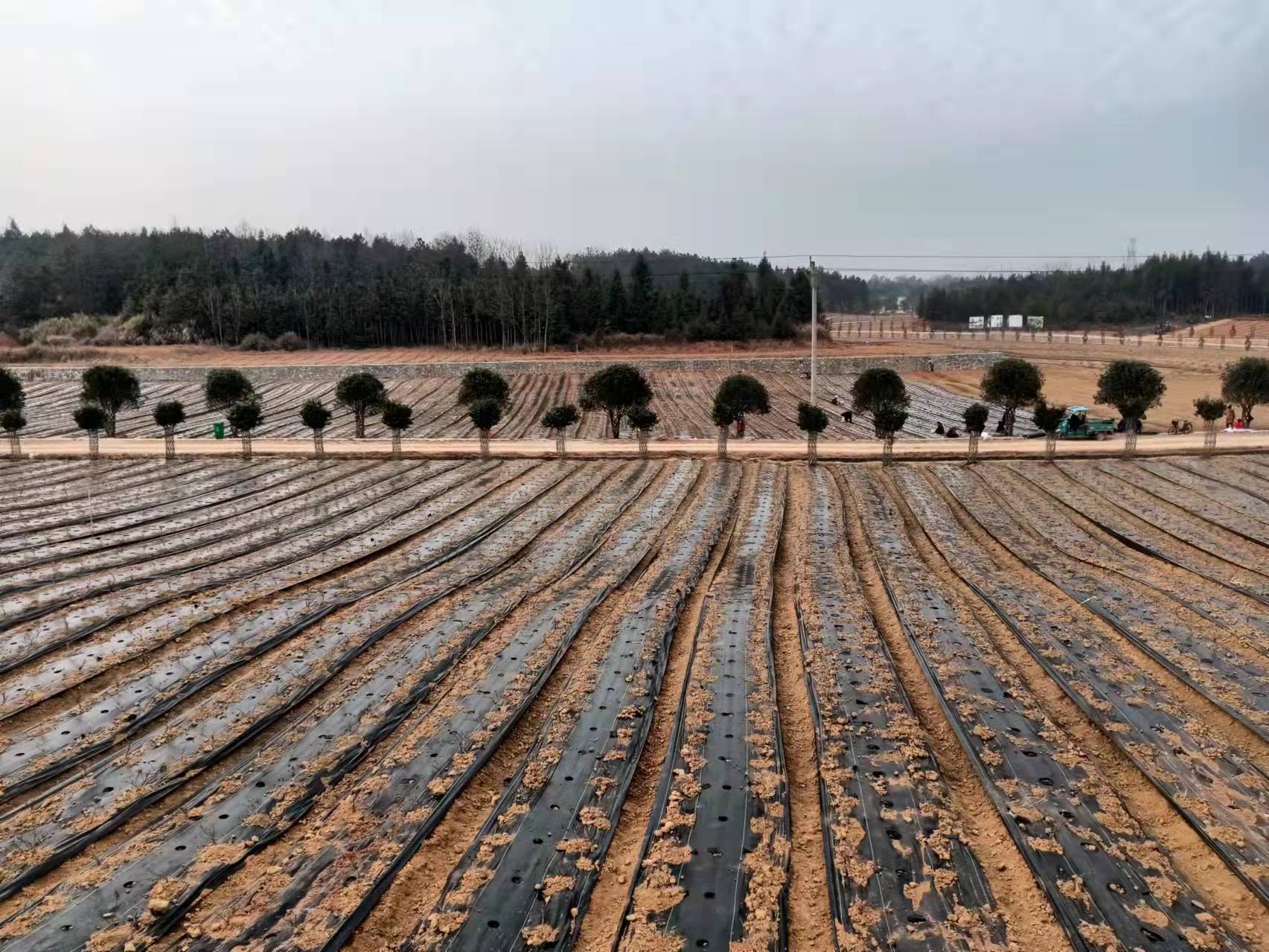 湖北崇阳县药材2.jpg