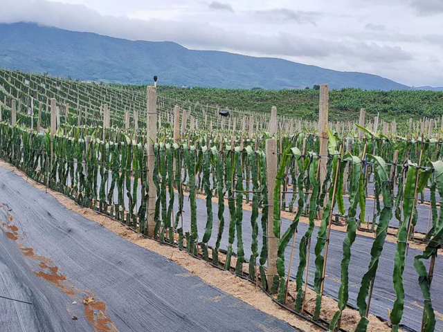 果园除草为什么选择铺设防草布？果园铺设防草布的方法