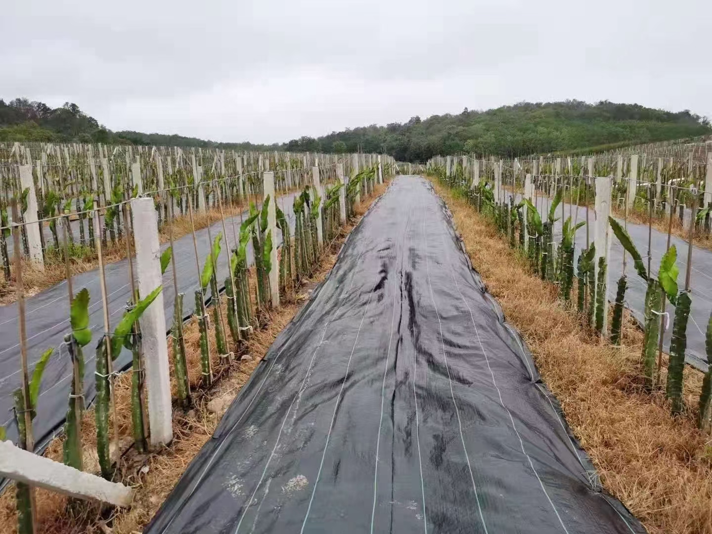 防草布每亩地的成本又是多少呢？一卷防草布多少钱？